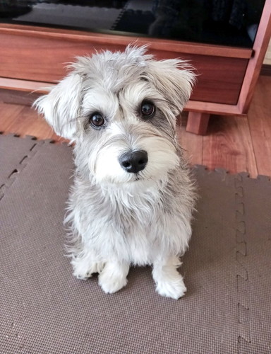 まてする犬のペレくん