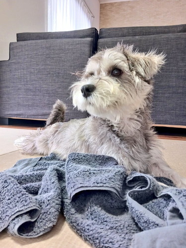 むしするペレくん