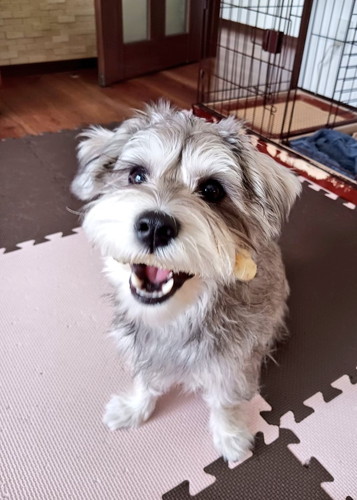 遊びたいペレくん