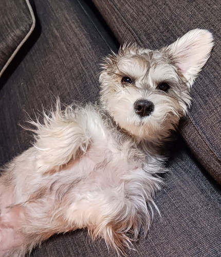 寝てるペレくん