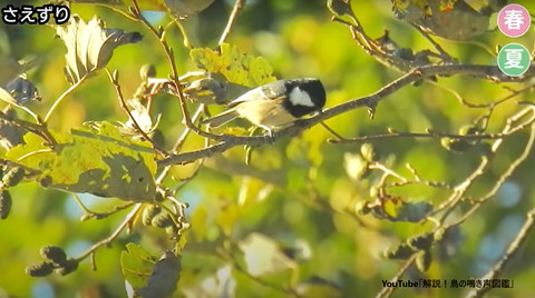 木の上で下向いてる鳥