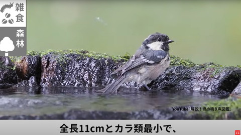 水場で歩いてる鳥アップ