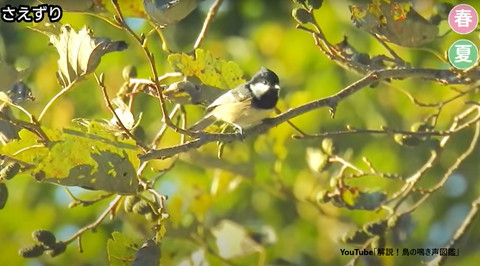 木の上で正面向いてる鳥