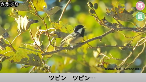 木の上で右上向いて鳴いてる鳥