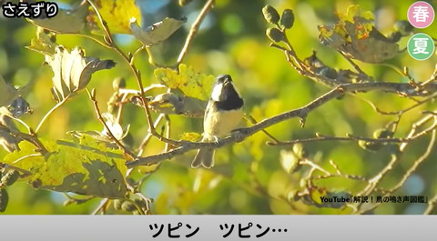木の上で上向いて鳴いてる鳥