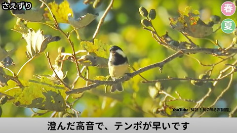 木の上で左見て鳴いてる鳥