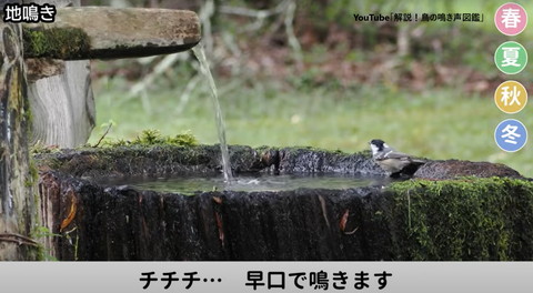 早口で鳴きます