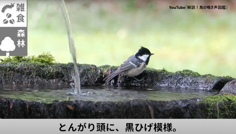 歩いてる鳥遠く