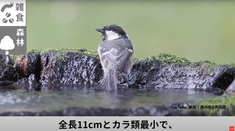 水場で背中向けてる鳥