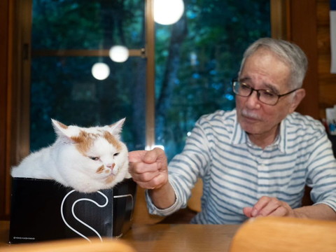 箱入り猫をなでようとするお父さん