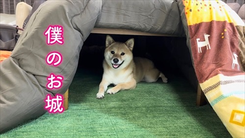 コタツの中の柴犬