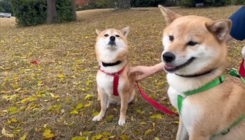 お散歩に行く柴犬