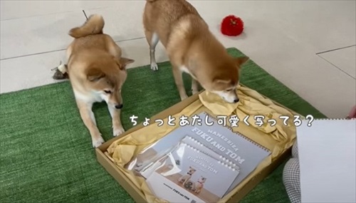 サプライズでこたつ出したら柴犬たちが