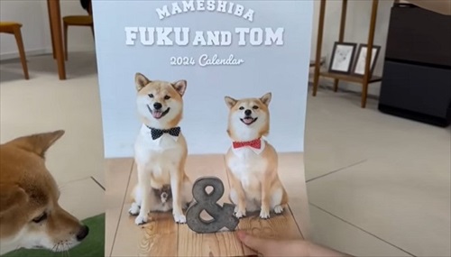 サプライズでこたつ出したら柴犬たちが