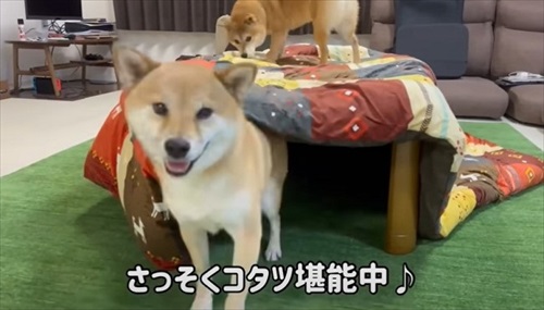 コタツと柴犬たち