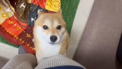 うれしい柴犬たち