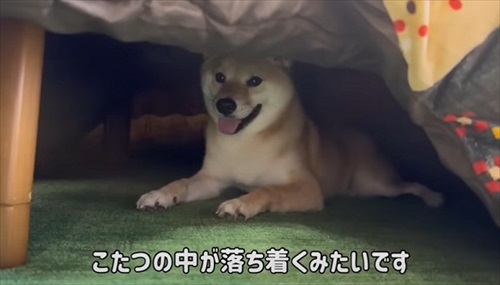 コタツの中の柴犬
