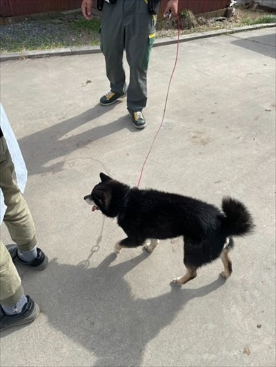 クロネコヤマトの人が迷い犬をつれて歩いて来た