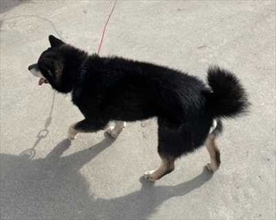 クロネコヤマトの人が迷い犬をつれて歩いて来た