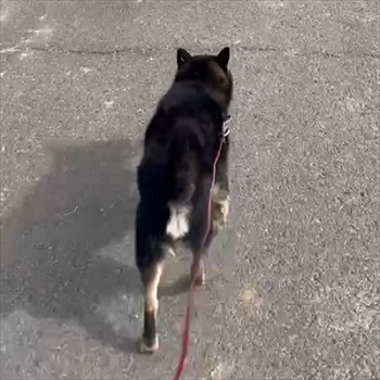 クロネコヤマトの人が迷い犬をつれて歩いて来た