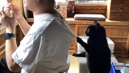 パパにかまってほしくて仕方ない猫