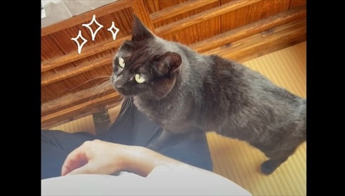 パパにかまってほしくて仕方ない猫
