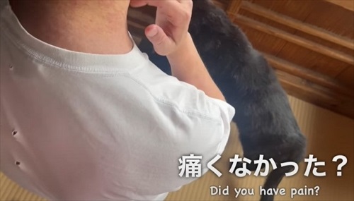 パパにかまってほしくて仕方ない猫