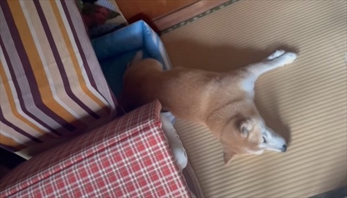 パパにかまってほしくて仕方ない猫