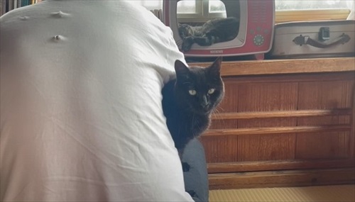 パパにかまってほしくて仕方ない猫