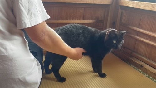 パパにかまってほしくて仕方ない猫