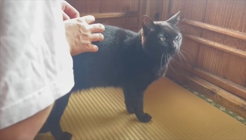 パパにかまってほしくて仕方ない猫