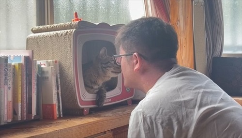 パパにかまってほしくて仕方ない猫