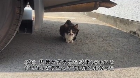 車の下に隠れる猫