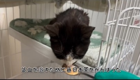 薬を服用する猫