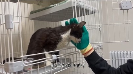 飼い主の手にすり寄る猫