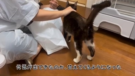飼い主に甘える猫