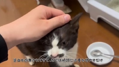 頭をなでられる猫