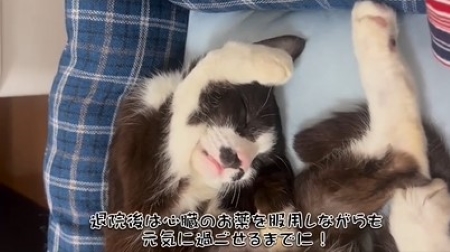 体を丸める猫