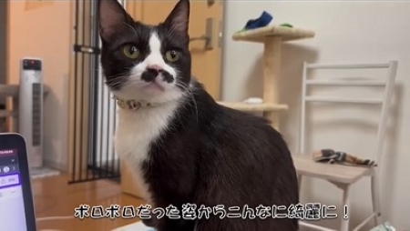 きれいな毛並みの猫