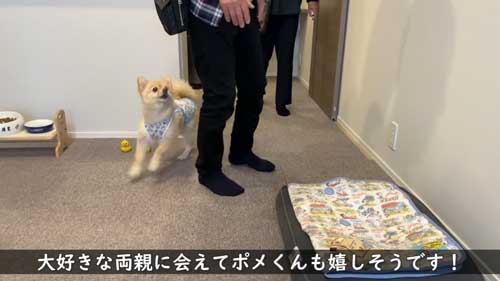 ポメラニアン 愛犬 大好き 両親 飼い主 再会 反応 感動 おもてなし 甘える