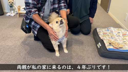 ポメラニアン 愛犬 大好き 両親 飼い主 再会 反応 感動 おもてなし 甘える