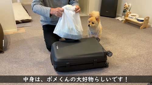 ポメラニアン 愛犬 大好き 両親 飼い主 再会 反応 感動 おもてなし 甘える
