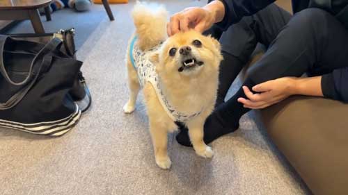 ポメラニアン 愛犬 大好き 両親 飼い主 再会 反応 感動 おもてなし 甘える