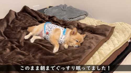 ポメラニアン 愛犬 大好き 両親 飼い主 再会 反応 感動 おもてなし 甘える
