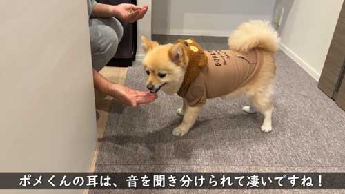 ポメラニアン 愛犬 大好き 両親 飼い主 再会 反応 感動 おもてなし 甘える
