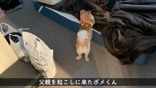 ポメラニアン 愛犬 大好き 両親 飼い主 再会 反応 感動 おもてなし 甘える