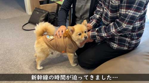 ポメラニアン 愛犬 大好き 両親 飼い主 再会 反応 感動 おもてなし 甘える