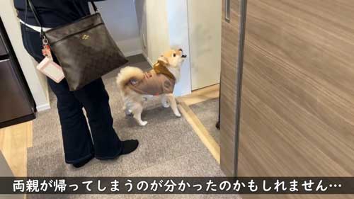 ポメラニアン 愛犬 大好き 両親 飼い主 再会 反応 感動 おもてなし 甘える