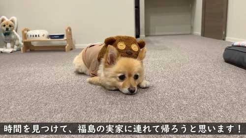 ポメラニアン 愛犬 大好き 両親 飼い主 再会 反応 感動 おもてなし 甘える