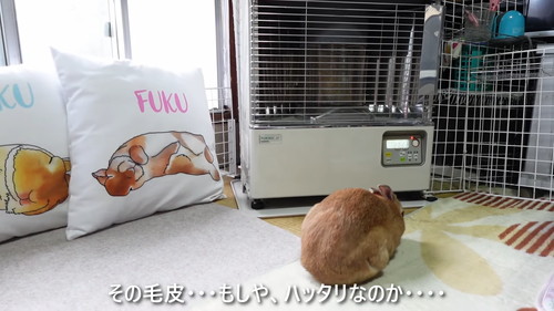 「ストーブの温もりに心底感謝して野生と決別したウサギ」